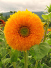 Sunflower, 'Giant Sungold'