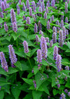 Anise Hyssop