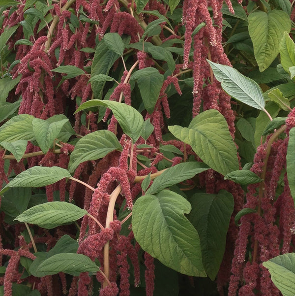 Amaranth, 'Coral Fountains'