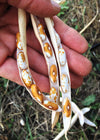 Bean, Bush Dry, 'Jacob's Gold'