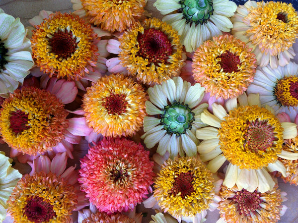 Zinnia, 'Zinderella Peach'