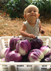 Eggplant, 'Violetta di Firenze'