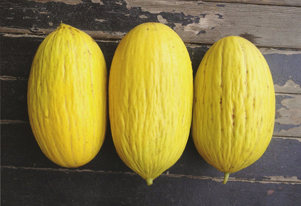 Melon, 'Giallo d'Inverno'