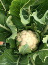 Cauliflower, 'Prestige'