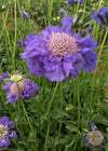 Scabiosa, 'Fama Deep Blue'