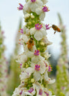 Verbascum, 'Phoenician Mullein'