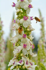 Verbascum, 'Phoenician Mullein'