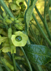 Nicotiana, 'Langsdorff's Tobacco'