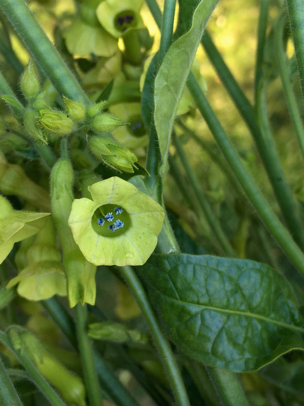 Nicotiana, 'Langsdorff's Tobacco'