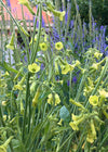 Nicotiana, 'Langsdorff's Tobacco'