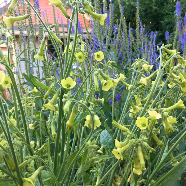 Nicotiana, 'Langsdorff's Tobacco'