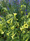 Nicotiana, 'Langsdorff's Tobacco'