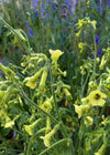 Nicotiana, 'Langsdorff's Tobacco'
