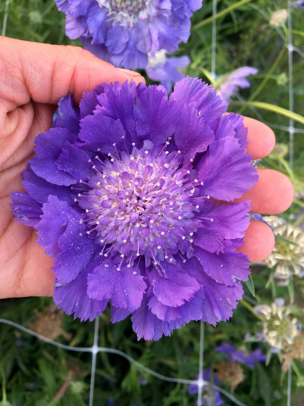 Scabiosa, 'Fama Deep Blue'