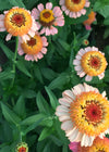 Zinnia, 'Zinderella Peach'