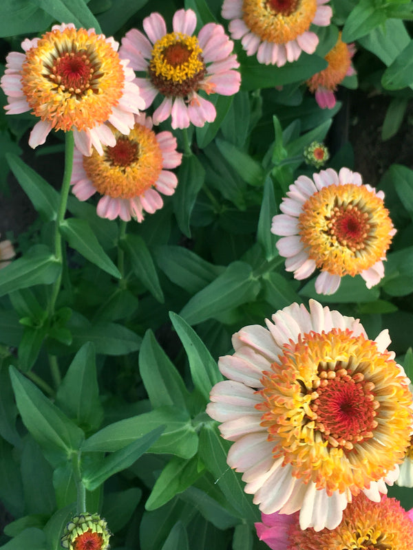 Zinnia, 'Zinderella Peach'