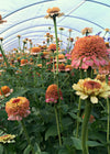 Zinnia, 'Zinderella Peach'