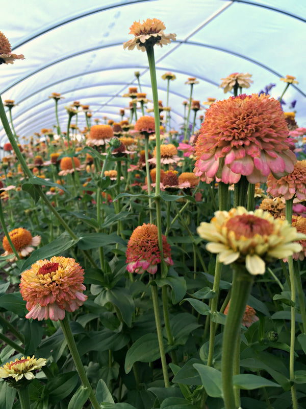 Zinnia, 'Zinderella Peach'