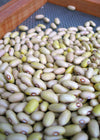 Bean, Bush Dry, 'Ireland Creek Annie'