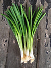 Scallion, 'Ishikura Long Winter'