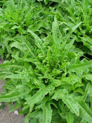 Lettuce, 'Italienischer'