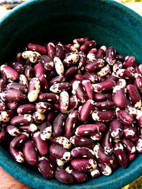 Bean, Bush Dry, 'Jacob's Cattle'