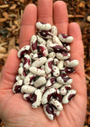 Bean, Bush Dry, 'Jacob's Cattle'