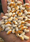 Bean, Bush Dry, 'Jacob's Gold'
