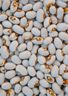 Bean, Bush Dry, 'Kenearly Yellow Eye'