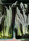 Kale, 'Lapo' (Lacinato, Nero di Toscana)