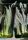 Kale, 'Lapo' (Nero di Toscana)