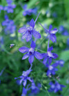 Larkspur, 'Blue Cloud'