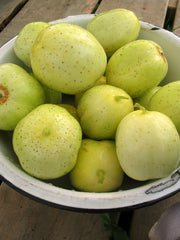Cucumber, 'Lemon'