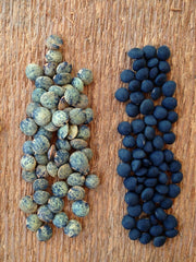 Load image into Gallery viewer, Lentil, 'Black'