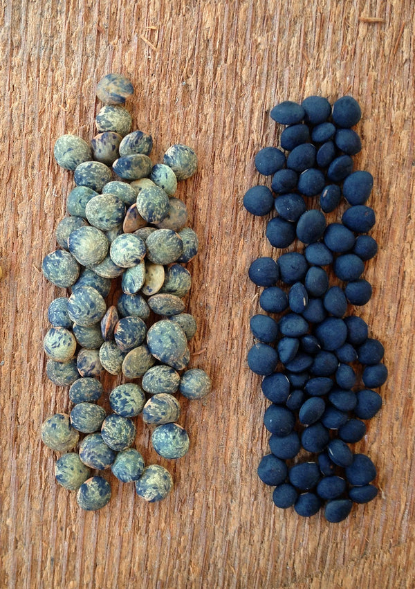 Lentil, 'Black'