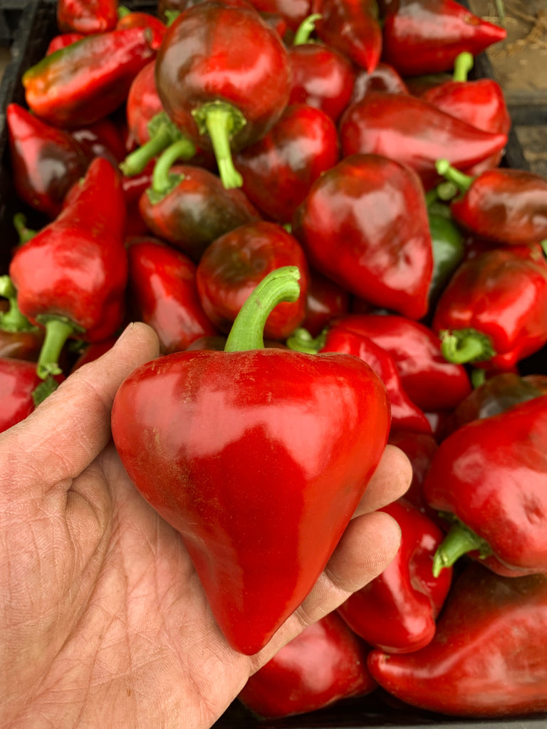  lesya Sweet Pepper, 'Lesya' | Uprising Seeds