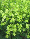 Nicotiana, 'Lime Green'