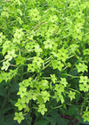 Nicotiana, 'Lime Green'