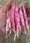Bean, Bush Dry, 'Lina Sisco's Bird Egg'