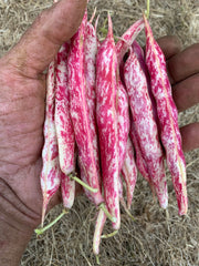 Load image into Gallery viewer, Bean, Bush Dry, 'Lina Sisco's Bird Egg'