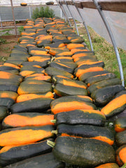 Pumpkin, 'Long Pie'