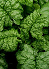 Spinach, 'Winter Bloomsdale'