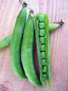 Shelling Pea, 'Maestro'