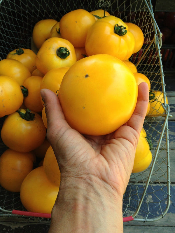 Tomato, 'Manyel'