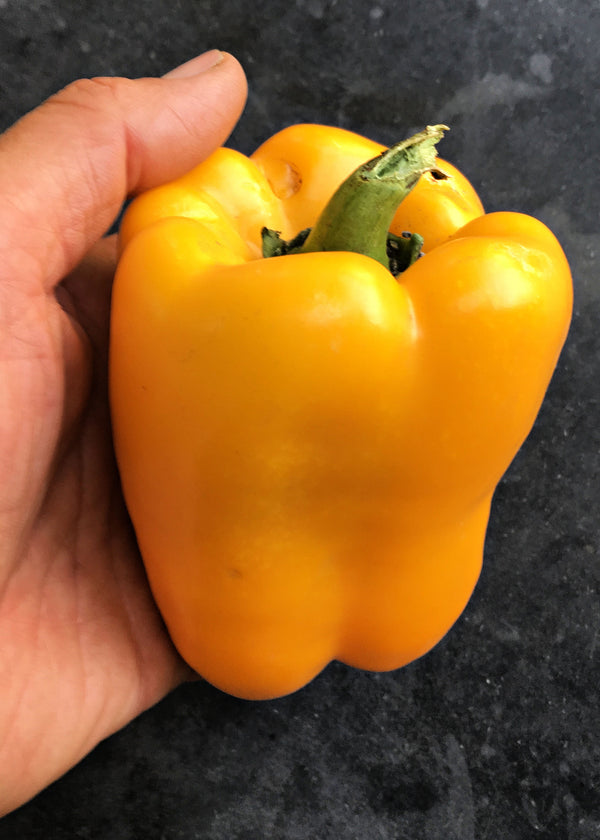 Sweet Pepper, 'Marta Polka'