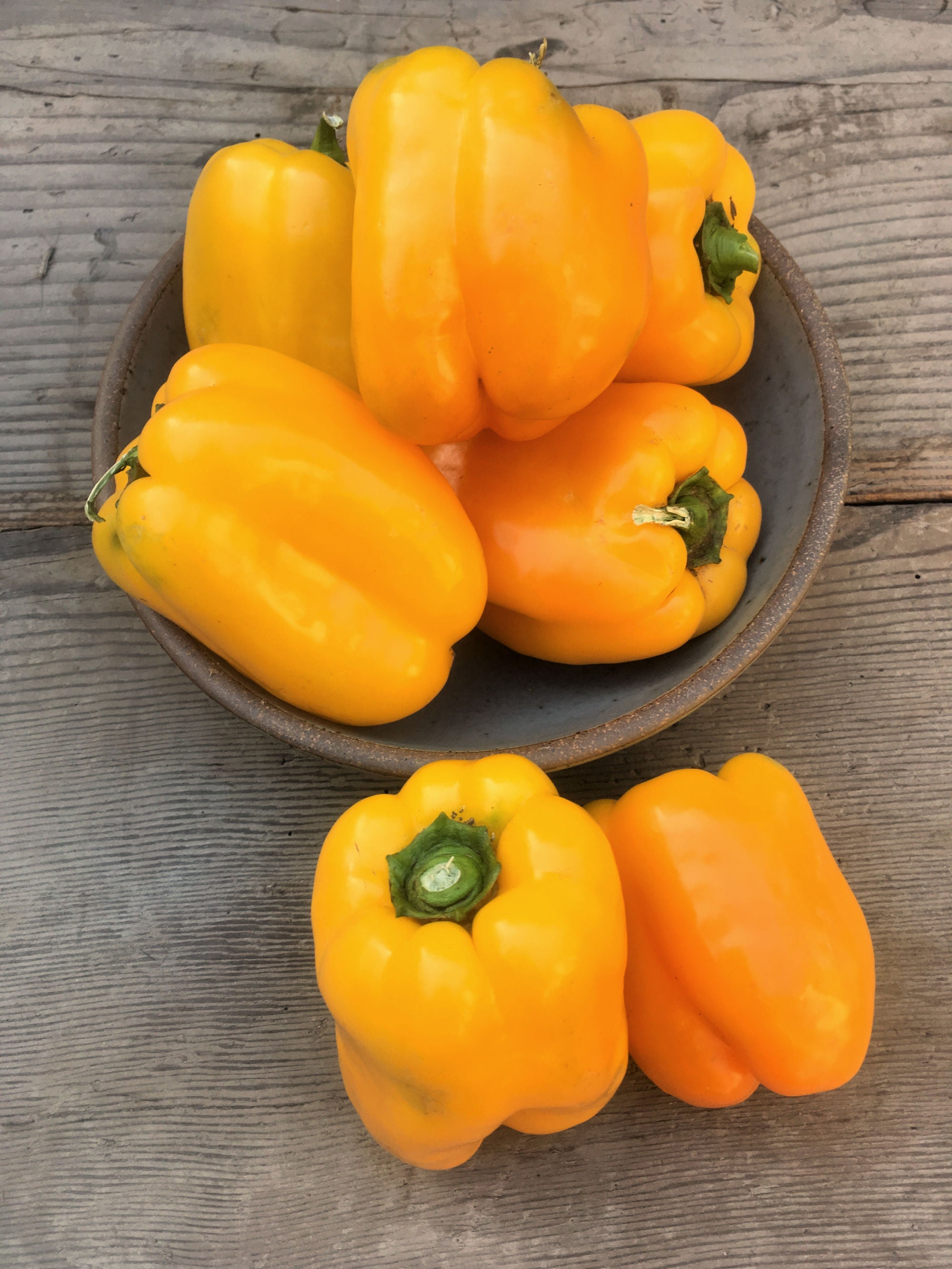 Sweet Pepper, 'Marta Polka'