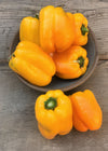 Sweet Pepper, 'Marta Polka'