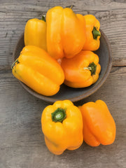 Sweet Pepper, 'Marta Polka'