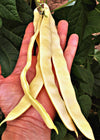Bean, Pole Snap, 'Marvel of Venice'