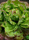 Lettuce, 'Merveille des Quatre Saisons'